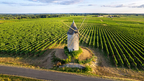 Windmühle in einem Weinberg